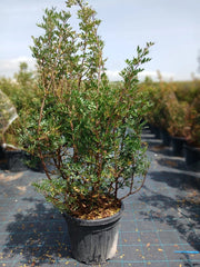 Lentisco Pistacia Lentiscus Cespuglio 45 cm Pianta Mediterranea Sempreverde