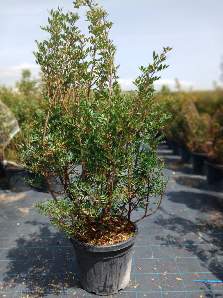 Lentisco Pistacia Lentiscus Cespuglio 45 cm Pianta Mediterranea Sempreverde