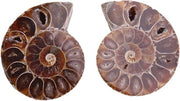 Specimen di Ammonite Fossile Conchiglia da Madagascar Set di 2 pezzi (diametro 4cm)