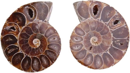 Specimen di Ammonite Fossile Conchiglia da Madagascar Set di 2 pezzi (diametro 4cm)