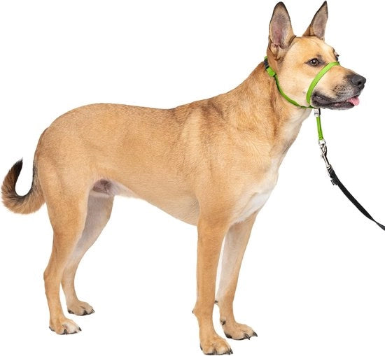Cinturino per cane senza tirare con 1,5 m corda di traino - La soluzione definitiva contro il tirare - Guida il tirare del cane per camminate più facili - Aiuta a riprendere il controllo (taglia S) - per cani