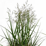 Gardenaria Panicum virgatum 'Northwind' - Graminacea ornamentale da esterno Altezza: 40 cm (vaso 17)