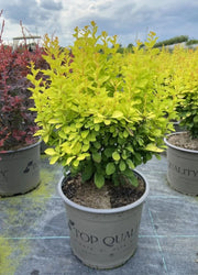 Gardenaria Berberis 'Thunbergii Maria' - Arbusto ornamentale da giardino Altezza: 30/35 cm (vaso19)