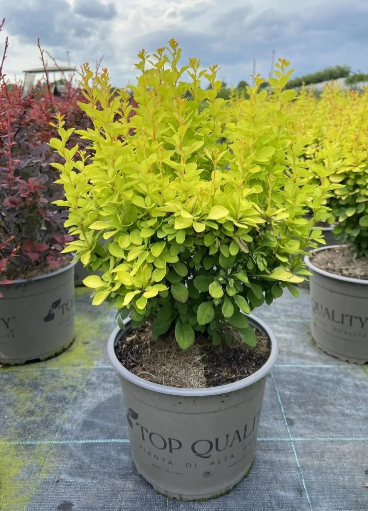 Gardenaria Berberis 'Thunbergii Maria' - Arbusto ornamentale da giardino Altezza: 30/35 cm (vaso19)