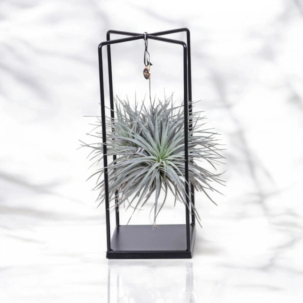 Gardenaria Tillandsia 'Cube' - Pianta da interno ornamentale Altezza: 30 cm (vaso 17)