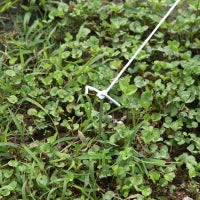 Serra da Giardino a Tunnel 5x2x2m con Struttura in Acciaio e Telo in Polietilene Bianco