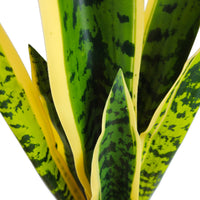 Pianta artificiale per interno Sanseveria cm 65 bicolor con vaso in ceramica