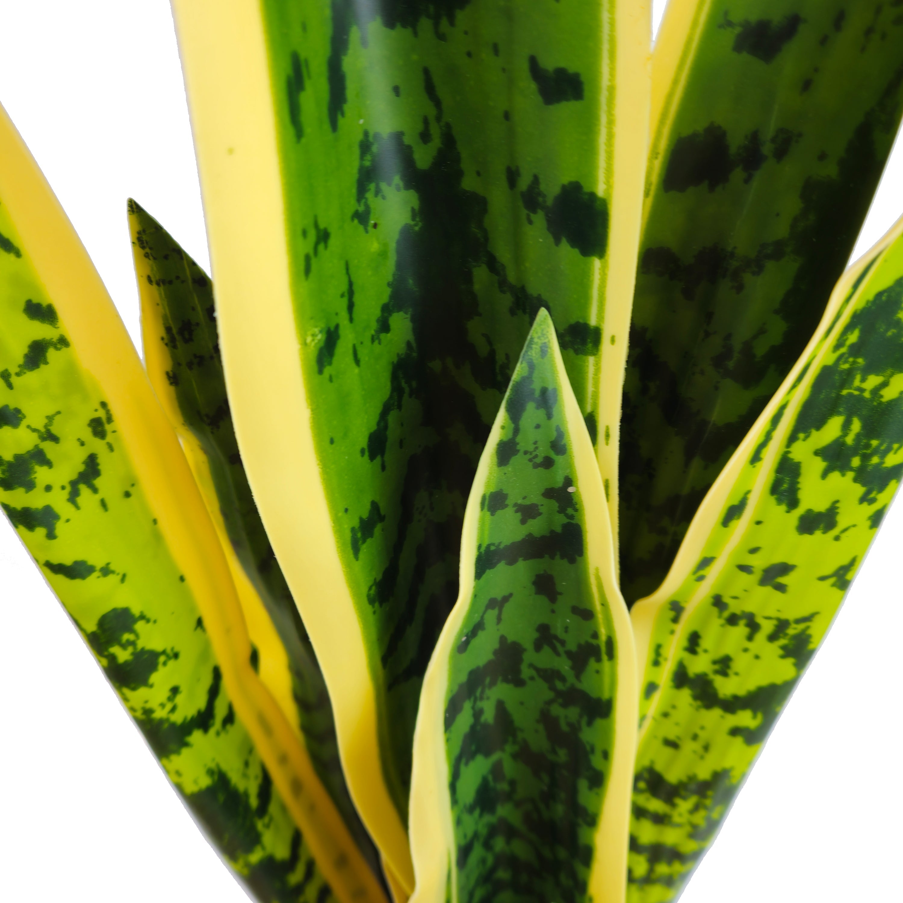 Pianta artificiale per interno Sanseveria cm 65 bicolor con vaso in ceramica