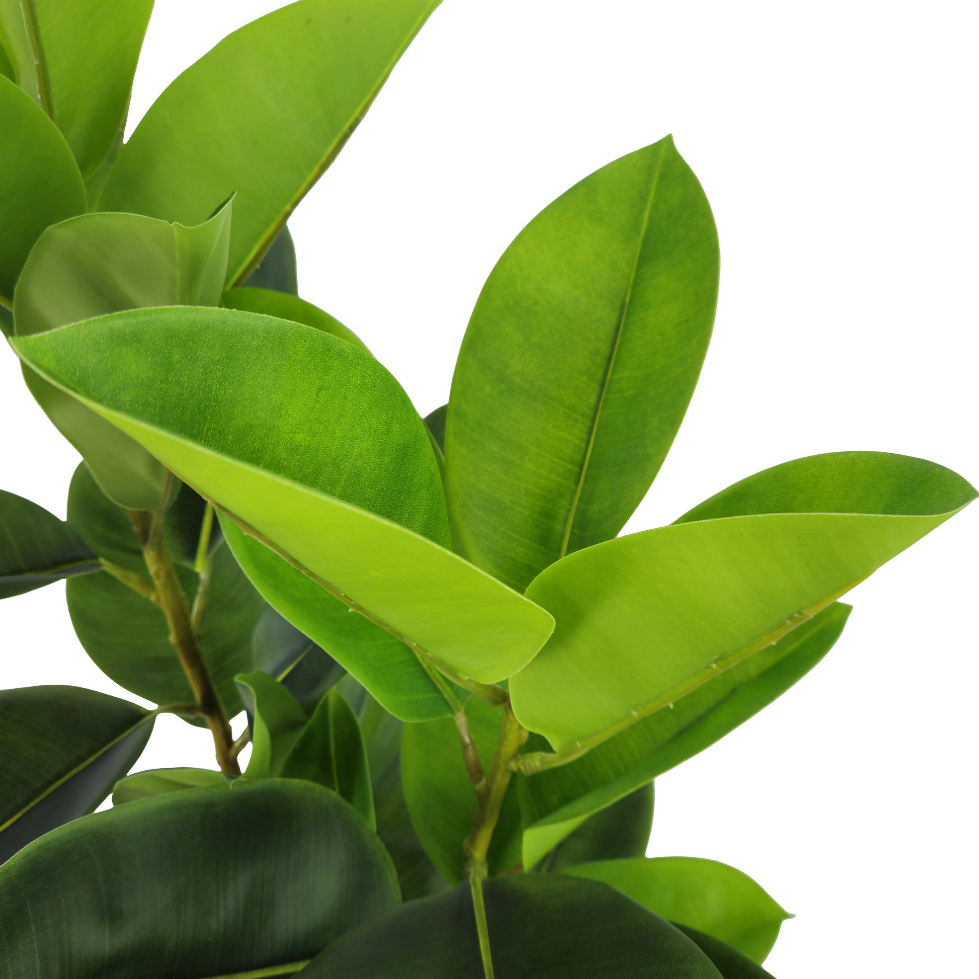 Pianta Ficus Elastica 140 cm