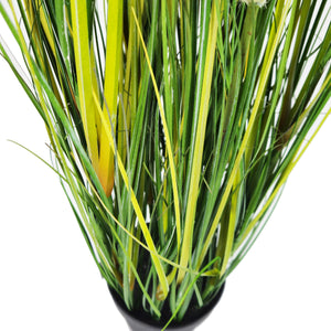 Pianta Pampa Cortadeira 110 cm