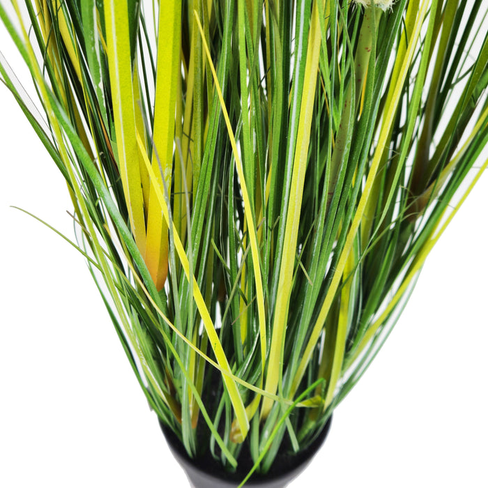 Pianta Pampa Cortadeira 110 cm