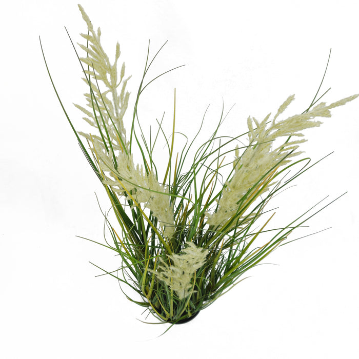 Pianta Pampa Cortadeira 110 cm