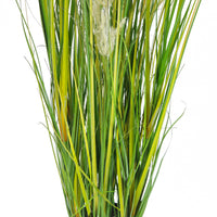 Pianta Pampa Cortadeira 110 cm