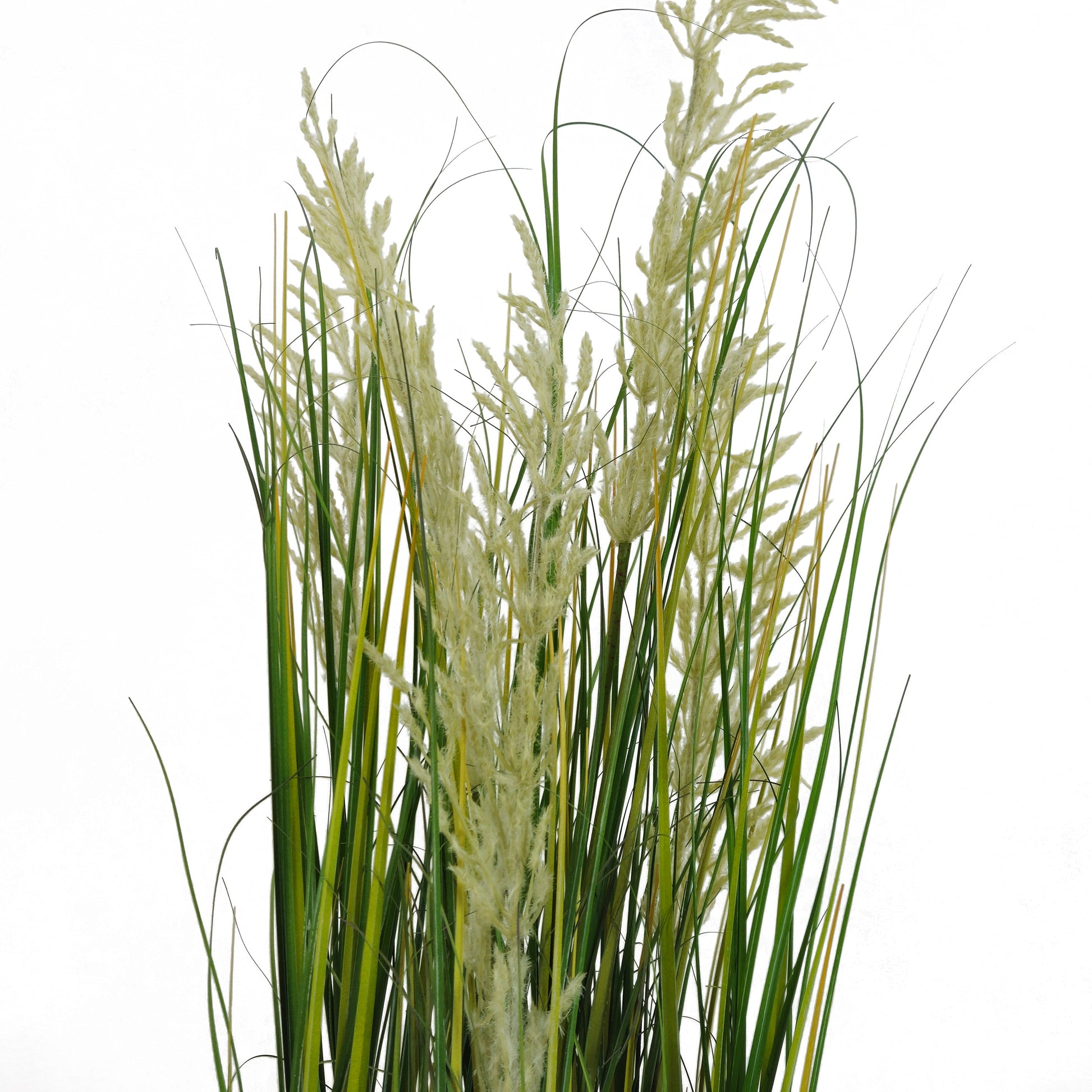 Pianta Pampa Cortadeira 110 cm