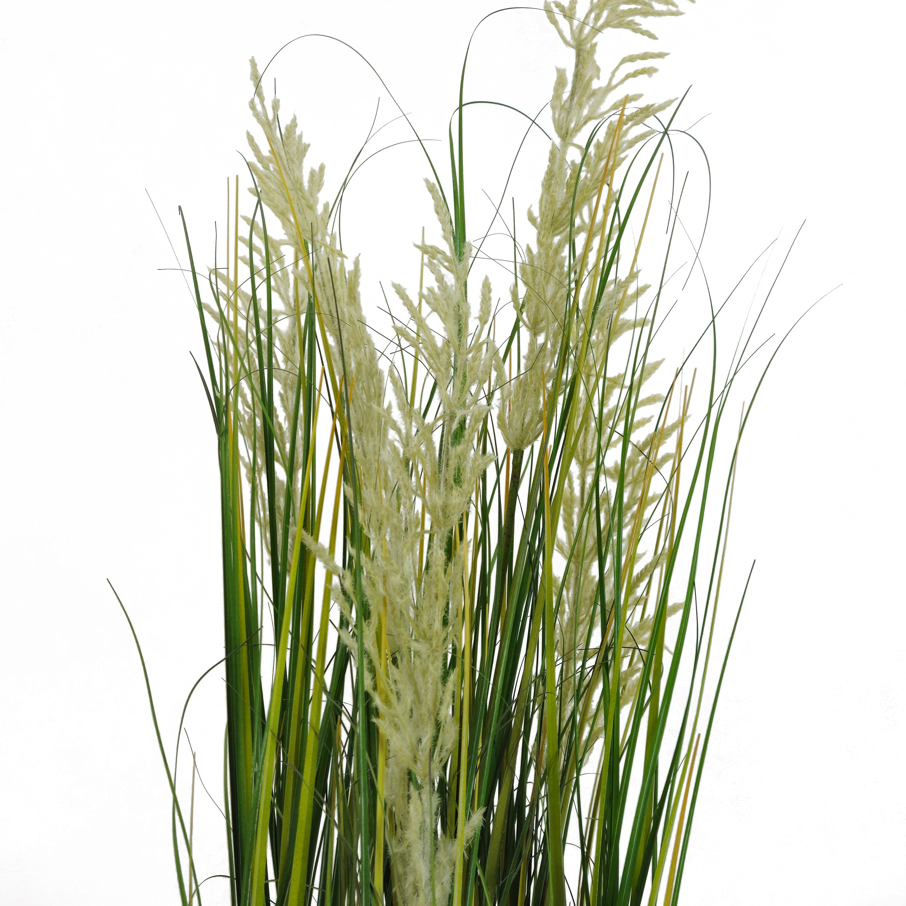 Pianta Pampa Cortadeira 110 cm