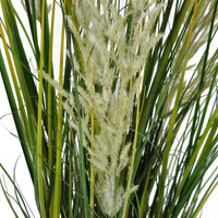 Pianta Pampa Cortadeira 110 cm