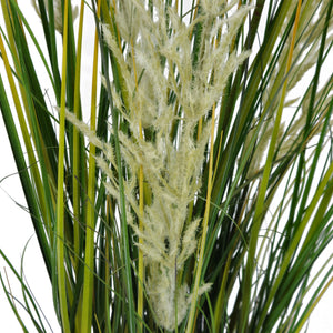 Pianta Pampa Cortadeira 110 cm