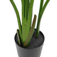 Pianta Strelizia 120 cm