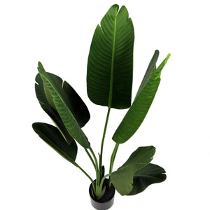 Pianta Strelizia 120 cm