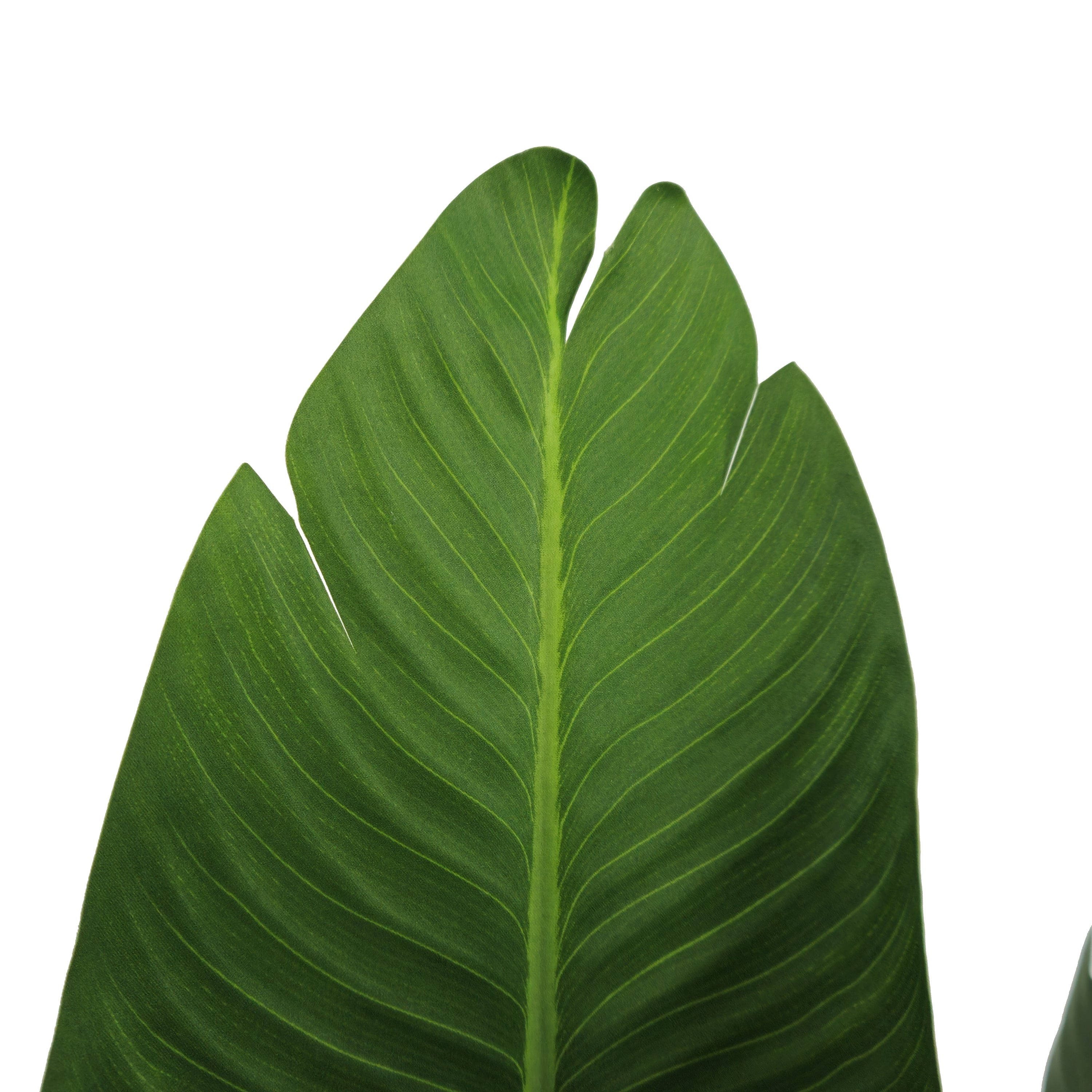 Pianta Strelizia 120 cm