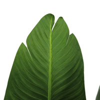 Pianta Strelizia 120 cm