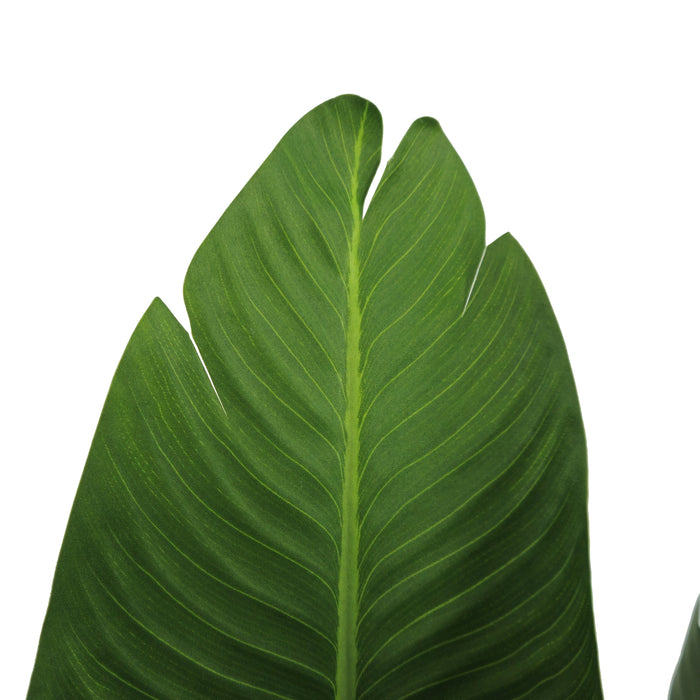 Pianta Strelizia 120 cm