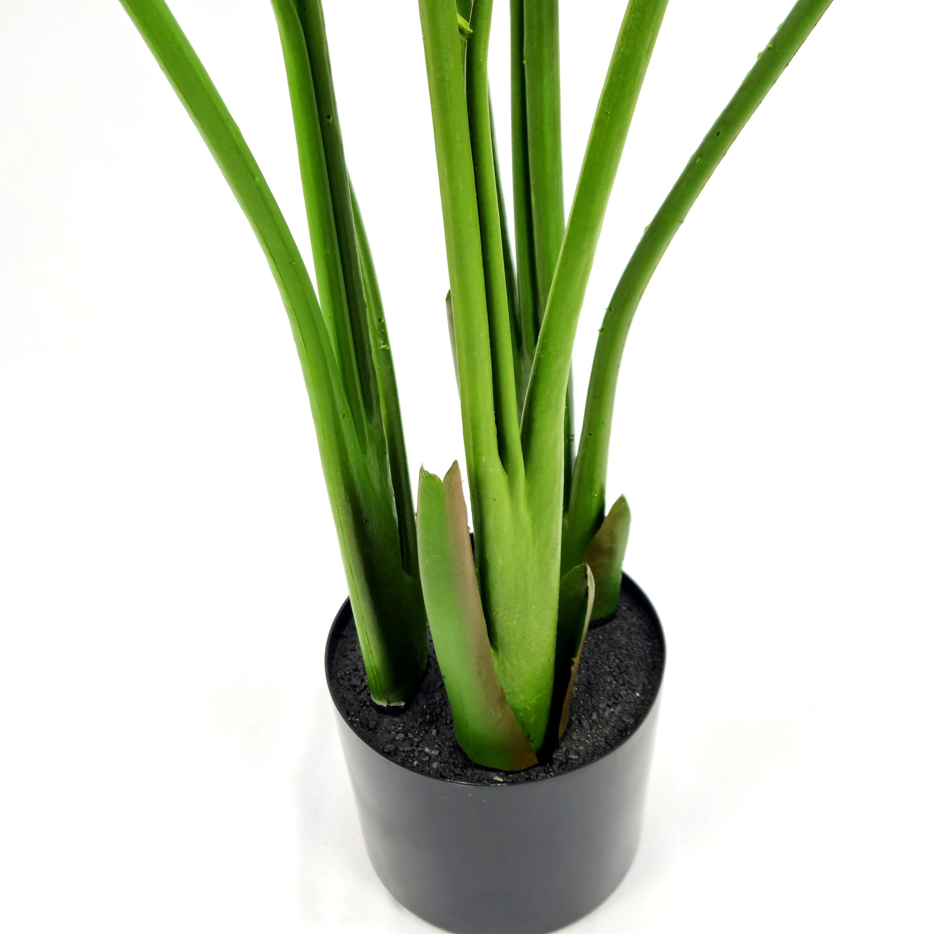 Pianta Strelizia 120 cm