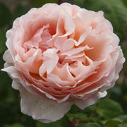 Pianta di Rosa Princesse Charlène de Monaco® Meilland a cespuglio in vaso cm 19