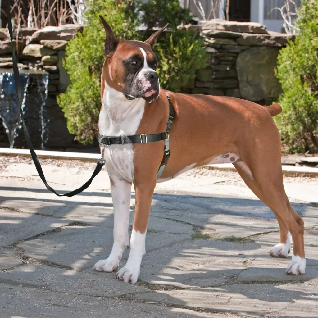 PetSafe Pettorina per Cani Easy Walk Misura L Nera 428427