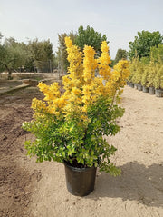 Evonimo Japonicus Aurea Cespuglio 40 cm Pianta da Siepe Variegata