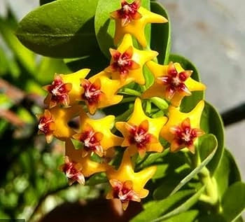 Hoya Cumingiana vaso 10cm foto reali pianta grassa foto reali