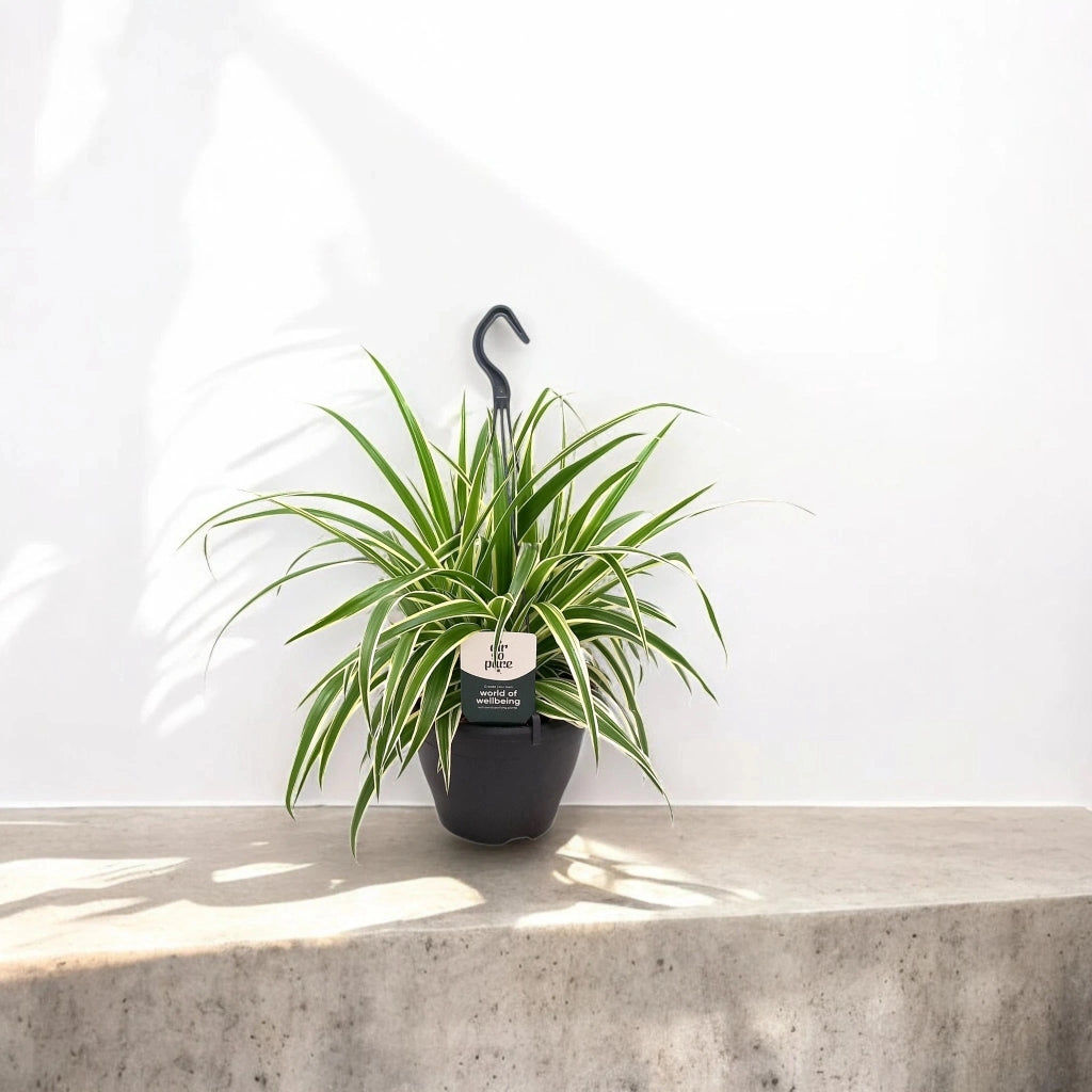 Gardenaria Chlorophytum comosum 'Vittatum' - Pianta da interno ornamentale Altezza: 50 cm (vaso 14)
