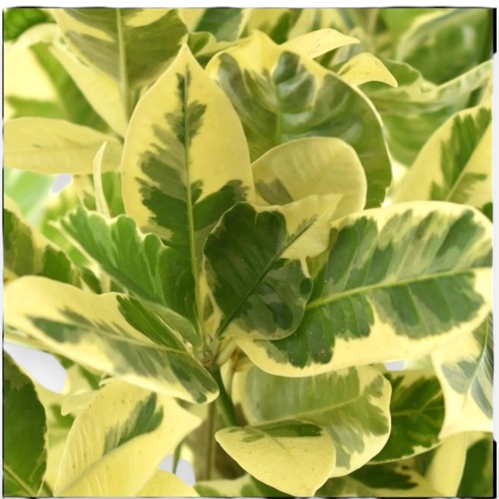 Gardenaria Codiaeum variegatum 'Eburneum' - Pianta da interno ornamentale Altezza: 50 cm (vaso 17)