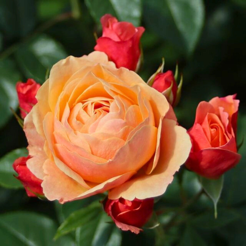 Gardenaria Rosa 'Creme Brulée' - Rosa da giardino Altezza: 40/50 cm (vaso20)