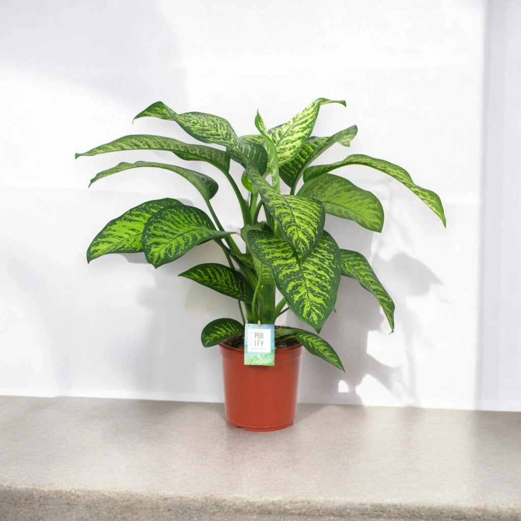 Gardenaria Dieffenbachia seguine 'Tropic jewel' - Pianta da interno ornamentale Altezza: 90 cm (vaso 24)