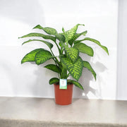 Gardenaria Dieffenbachia seguine 'Tropic jewel' - Pianta da interno ornamentale Altezza: 90 cm (vaso 24)
