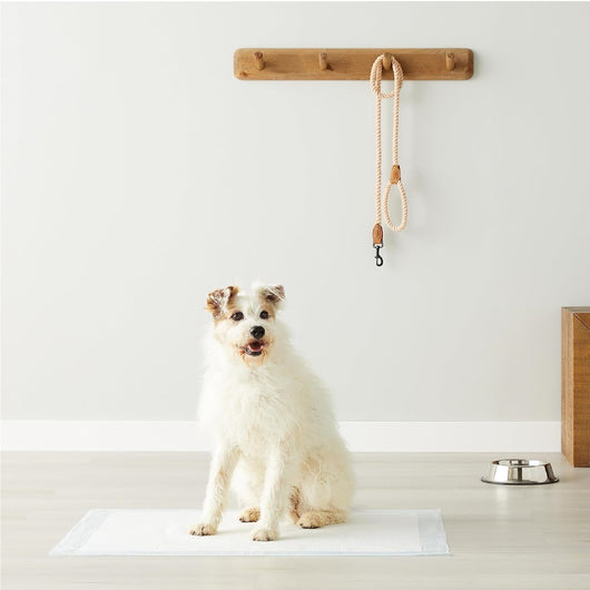 120pz Tappetini Igienici Traversine Cane Super Assorbenti 60x60cm con adesivo