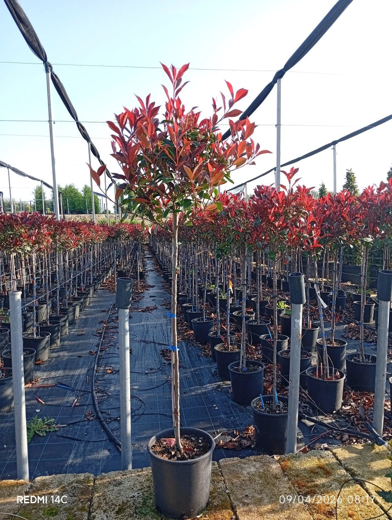PHOTINIA FRASERI ALB.24 1/2 FUSTO SUPER RED COMPACTA