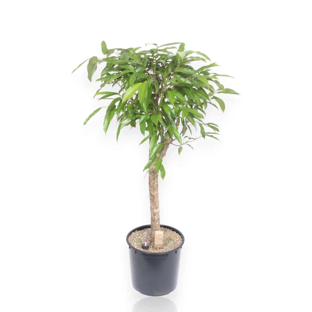 Gardenaria Ficus binnendijkii 'Amstel king' - Pianta da interno ornamentale Altezza: 130 cm (vaso 30)
