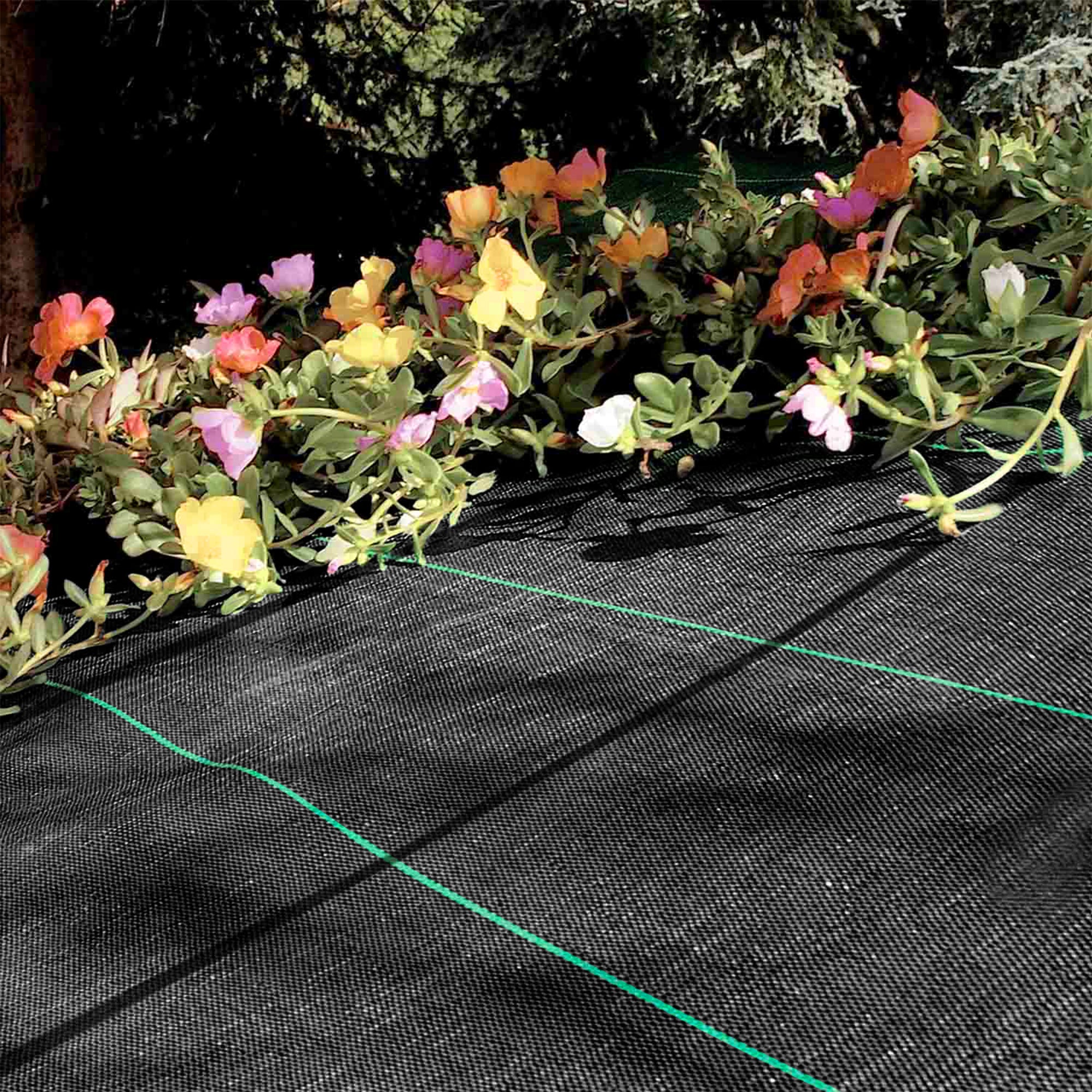 Telo Pacciamatura  Antistrappo Uv Resistente Permeabile Drenante Orto Giardino Serra Polipropilene Contro Le Erbacce Copertura Pacciamante Super Resistente Stop Erbe Infestanti 1.05x20Mt