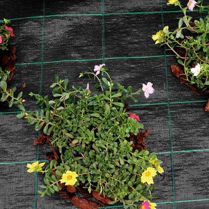 Telo Pacciamatura  Antistrappo Uv Resistente Permeabile Drenante Orto Giardino Serra Polipropilene Contro Le Erbacce Copertura Pacciamante Super Resistente Stop Erbe Infestanti 1.05x100Mt