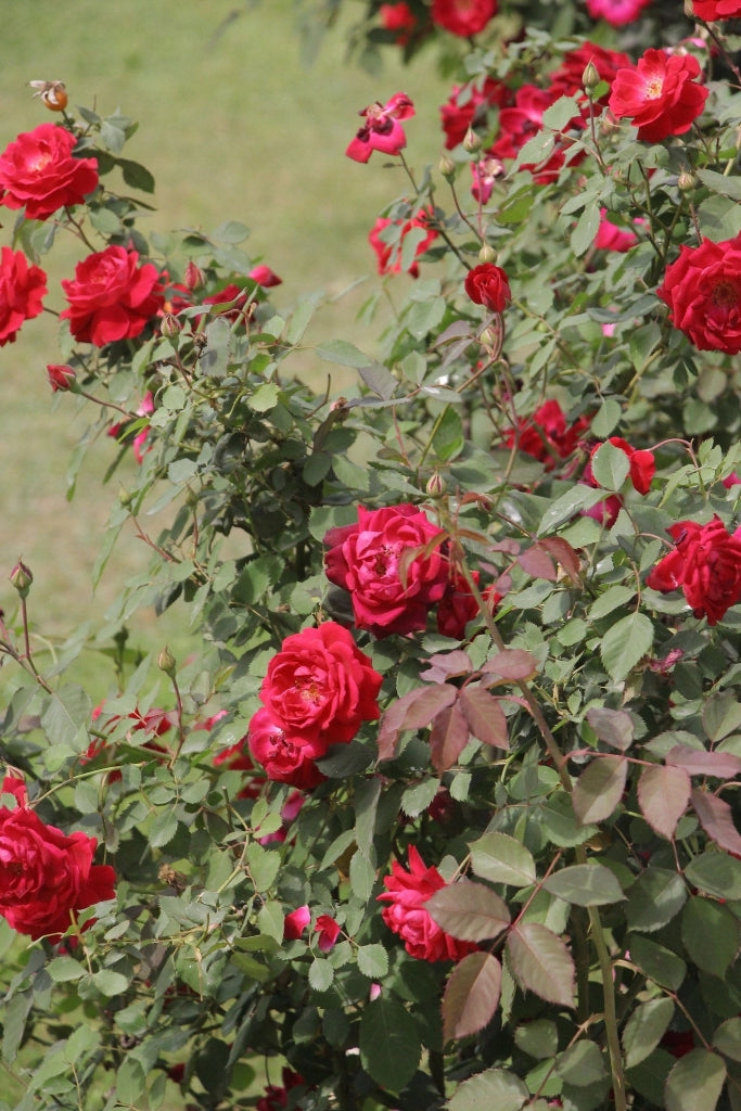 ROSA SEVILLANA ROSSO VASO 18