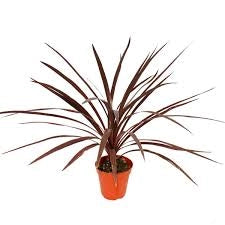 Cordyline australis Red Star vaso 24 cm – Pianta ornamentale da esterno