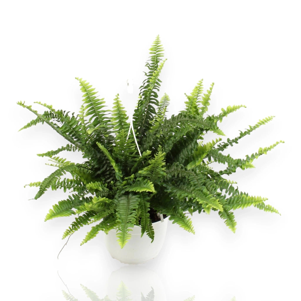 Gardenaria Nephrolepis exaltata 'Sonata' - Pianta da interno ornamentale Altezza: 55 cm (vaso 19)