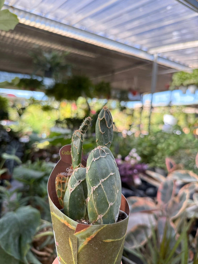 pianta di opuntia reticulata cobra succulenta (pianta grassa) vaso 10