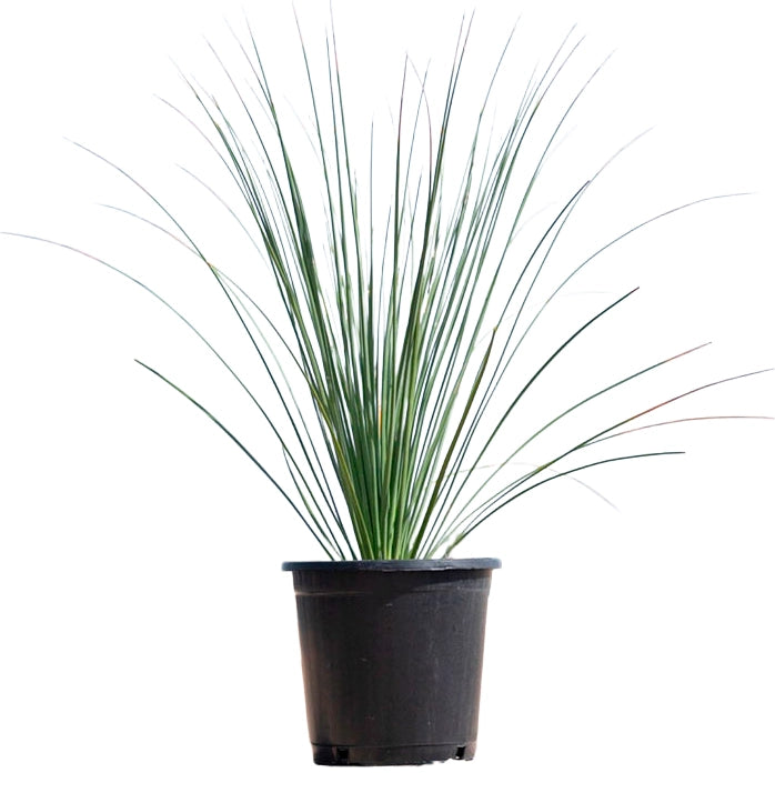 Pianta di Albero d'Erba Messicano DASYLIRION LONGISSIMUM in vaso 18 cm AMDGarden