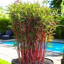 Pianta Bambù Rosso canna rossa Fargesia Red Dragon in vaso 18 cm AMDGarden
