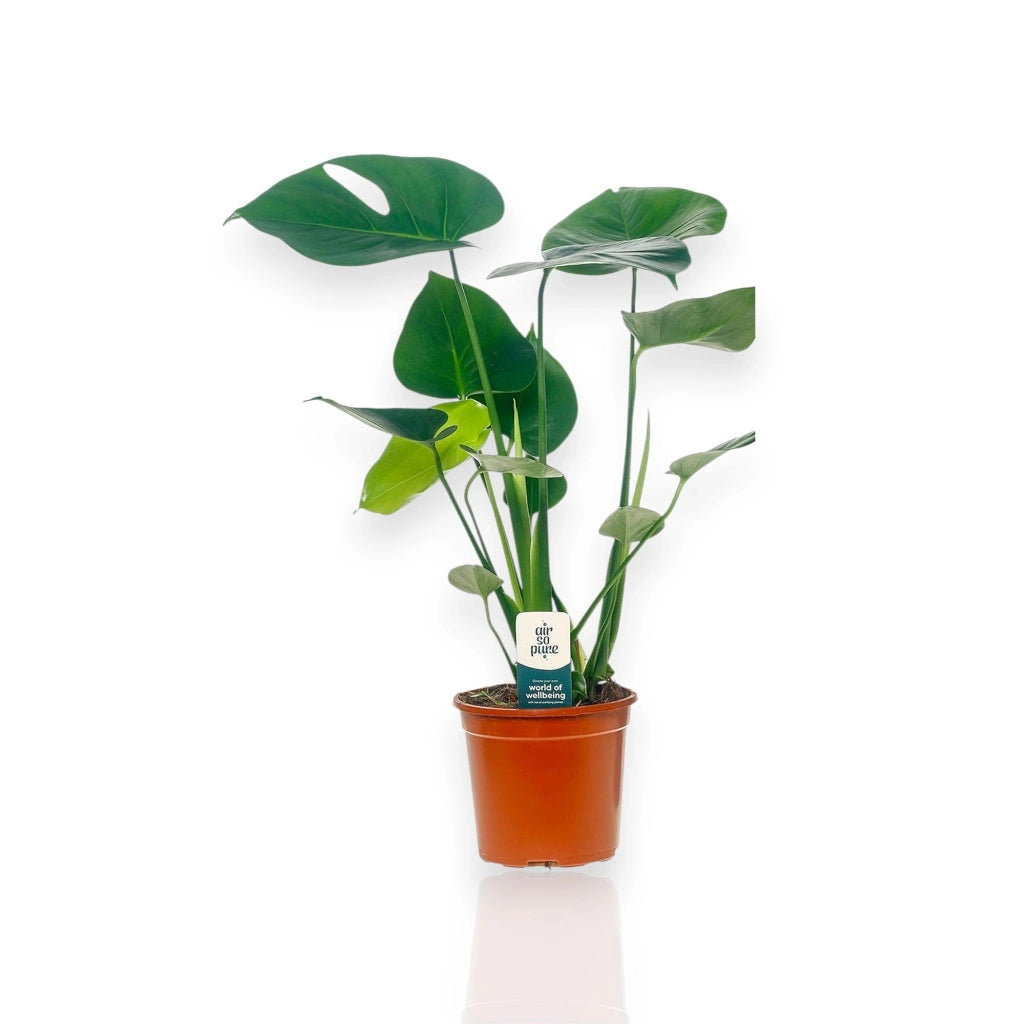 Gardenaria Monstera deliciosa - Pianta da interno ornamentale Altezza: 50 cm (vaso 14)