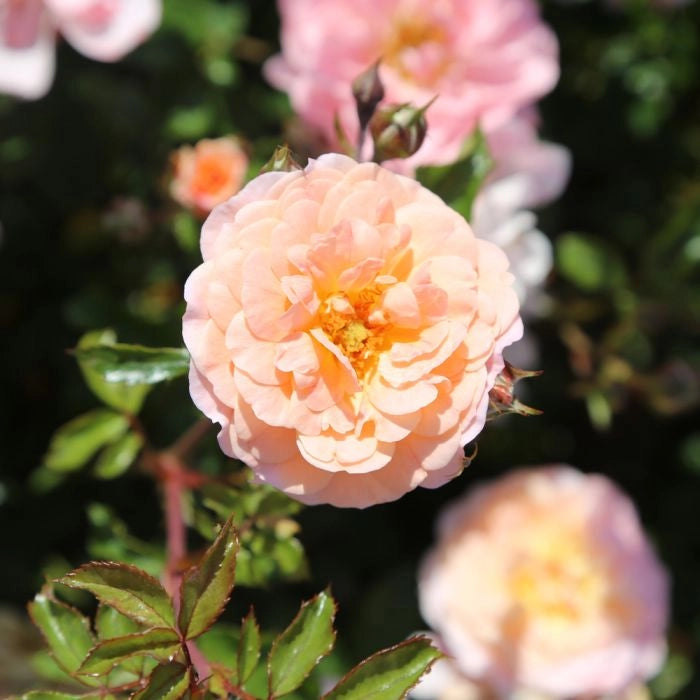 Gardenaria Rose cespugliosa 'Apricot drift' Meilland - Rosa da giardino Altezza: 40 cm (vaso 17)
