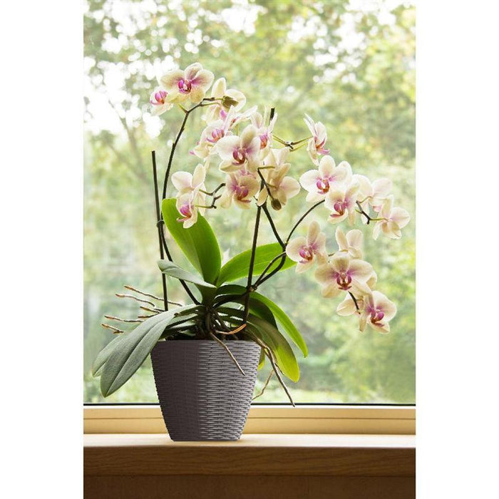 PORTAVASO PAGLIA 24CM CORALLO